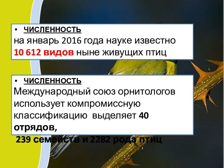 ЧИСЛЕННОСТЬ на январь 2016 года науке известно 10 612 видов