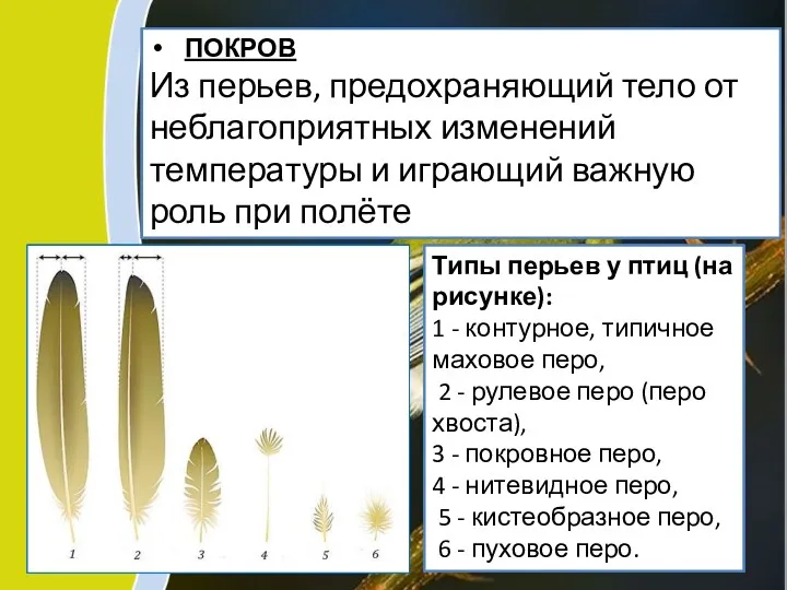 ПОКРОВ Из перьев, предохраняющий тело от неблагоприятных изменений температуры и