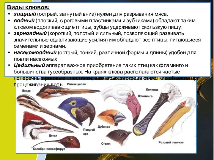 Виды клювов: хищный (острый, загнутый вниз) нужен для разрывания мяса.