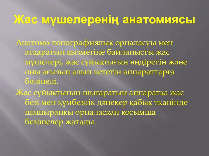 Жас мүшелеренің анатомиясы Анатомо-топографиялық орналасуы мен атқаратын қызметіне байланысты жас