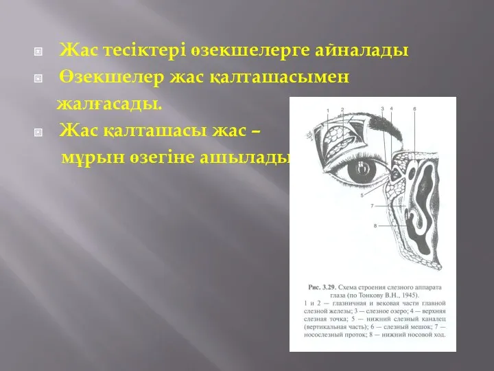 Жас тесіктері өзекшелерге айналады Өзекшелер жас қалташасымен жалғасады. Жас қалташасы жас – мұрын өзегіне ашылады.