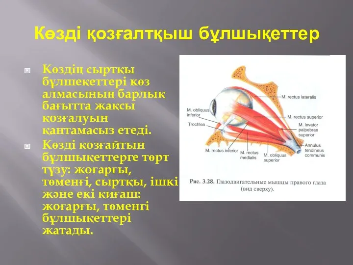 Көзді қозғалтқыш бұлшықеттер Көздің сыртқы бұлшеқеттері көз алмасының барлық бағытта