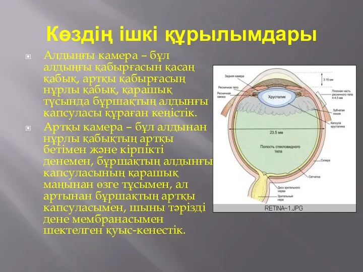 Көздің ішкі құрылымдары Алдыңғы камера – бұл алдыңғы қабырғасын қасаң