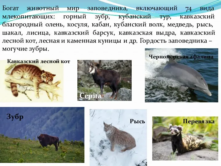 Богат животный мир заповедника, включающий 74 вида млекопитающих: горный зубр, кубанский тур, кавказский
