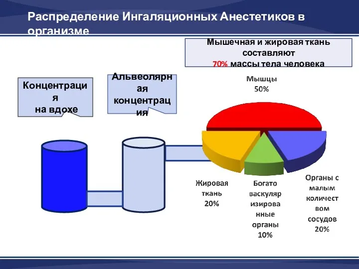 Концентрация на вдохе Альвеолярная концентрация Распределение Ингаляционных Анестетиков в организме