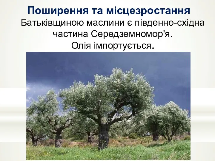 Поширення та місцезростання Батьківщиною маслини є південно-східна частина Середземномор'я. Олія імпортується.