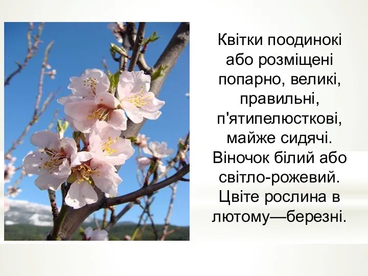 Квітки поодинокі або розміщені попарно, великі, правильні, п'ятипелюсткові, майже сидячі.