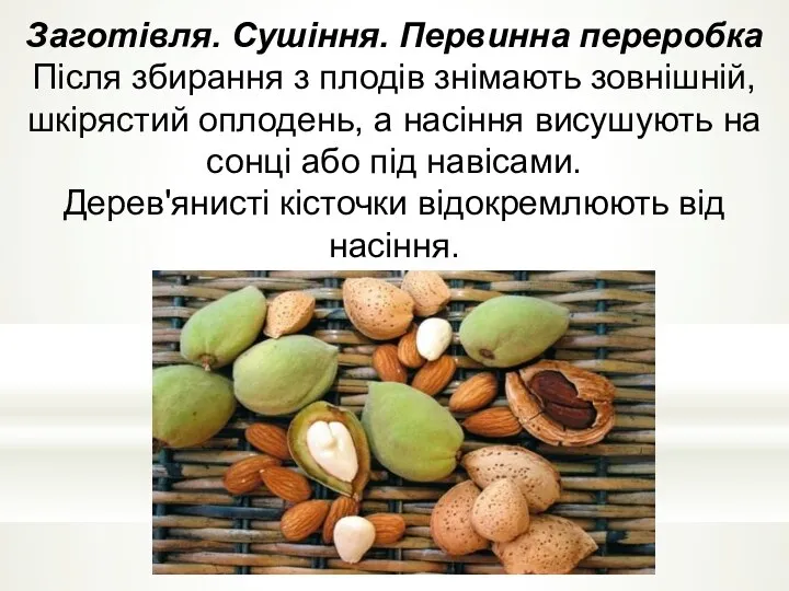 Заготівля. Сушіння. Первинна переробка Після збирання з плодів знімають зовнішній,