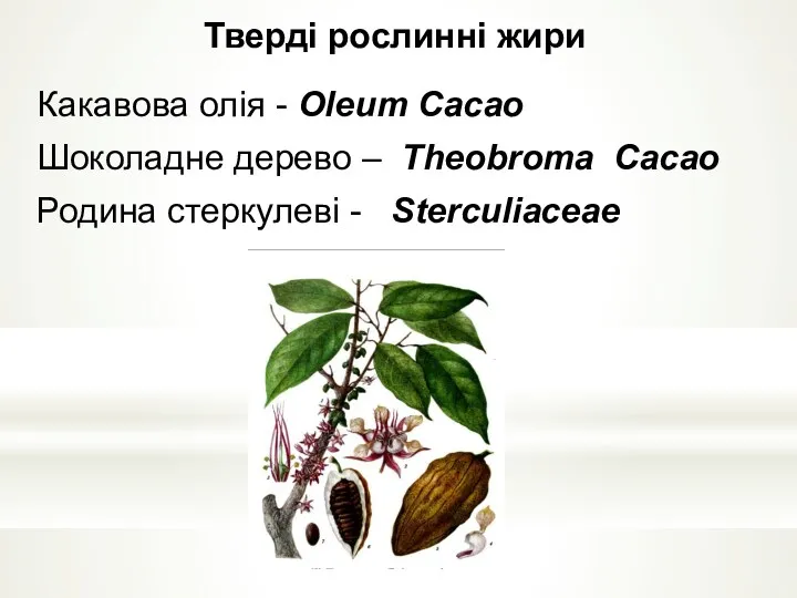 Тверді рослинні жири Какавова олія - Оleum Cacao Шоколадне дерево