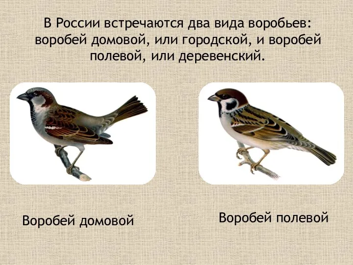 В России встречаются два вида воробьев: воробей домовой, или городской,