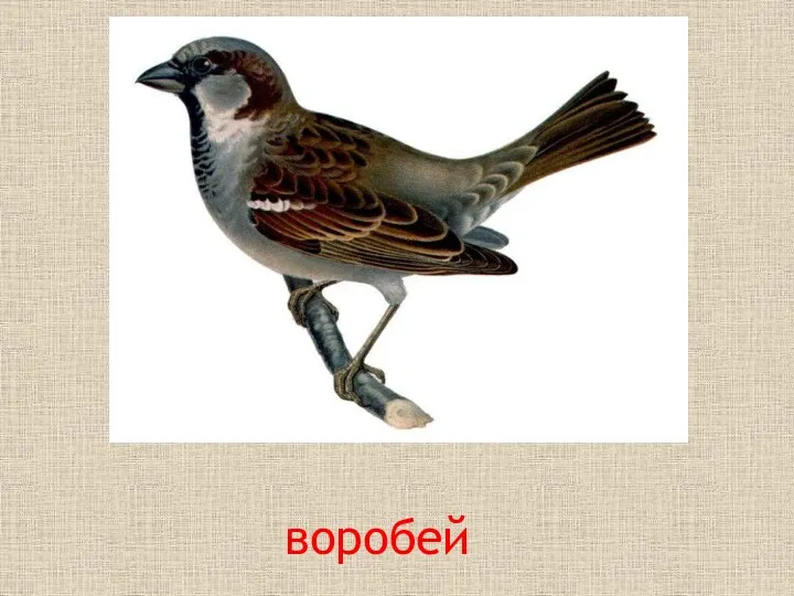 воробей