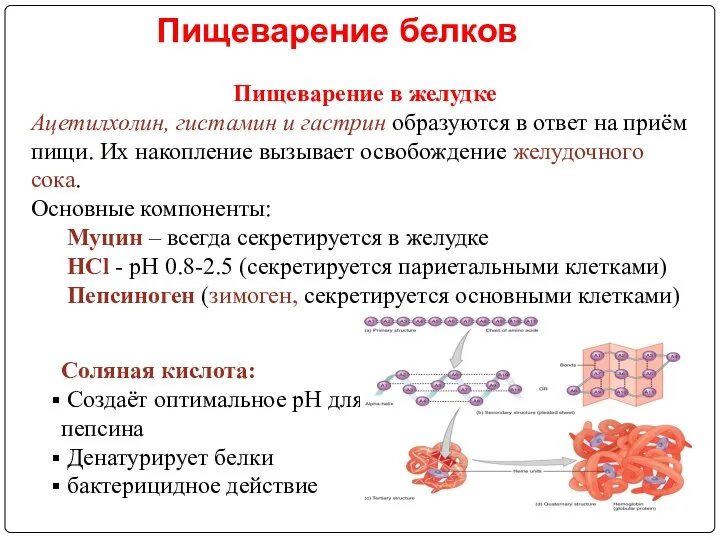 Пищеварение белков Пищеварение в желудке Ацетилхолин, гистамин и гастрин образуются