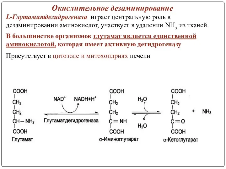 Окислительное дезаминирование L-Глутаматдегидрогеназа играет центральную роль в дезаминировании аминокислот, участвует