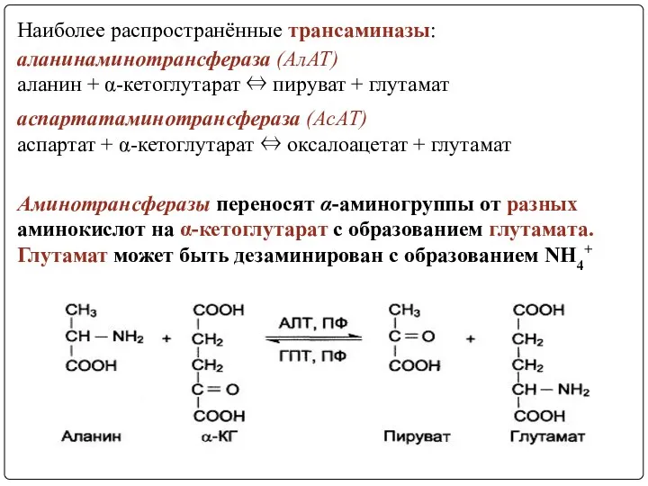 Наиболее распространённые трансаминазы: аланинаминотрансфераза (АлАТ) аланин + α-кетоглутарат ⇔ пируват