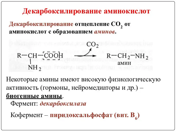 Декарбоксилирование отщепление СО2 от аминокислот с образованием аминов. Некоторые амины