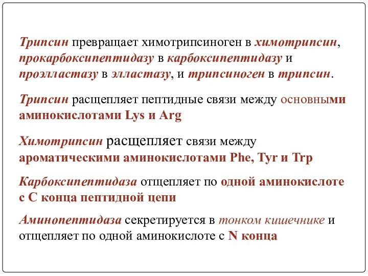 Трипсин превращает химотрипсиноген в химотрипсин, прокарбоксипептидазу в карбоксипептидазу и проэлластазу