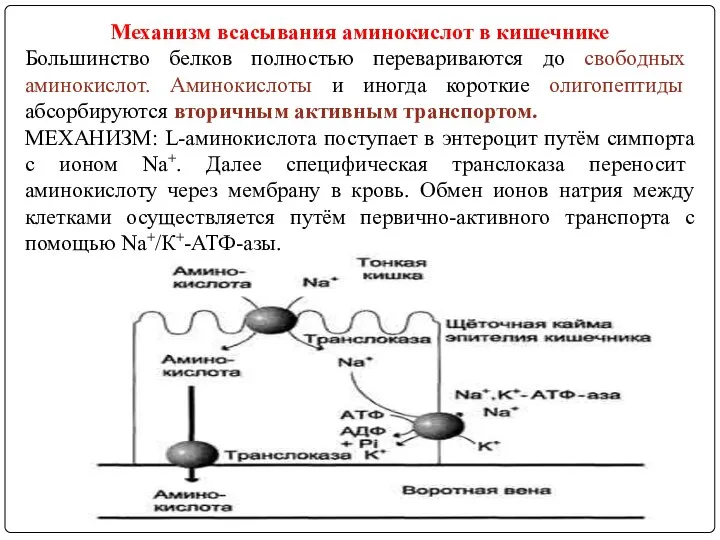 Механизм всасывания аминокислот в кишечнике Большинство белков полностью перевариваются до