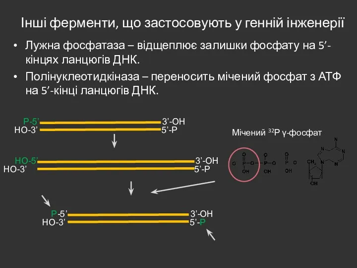 Лужна фосфатаза – відщеплює залишки фосфату на 5’- кінцях ланцюгів