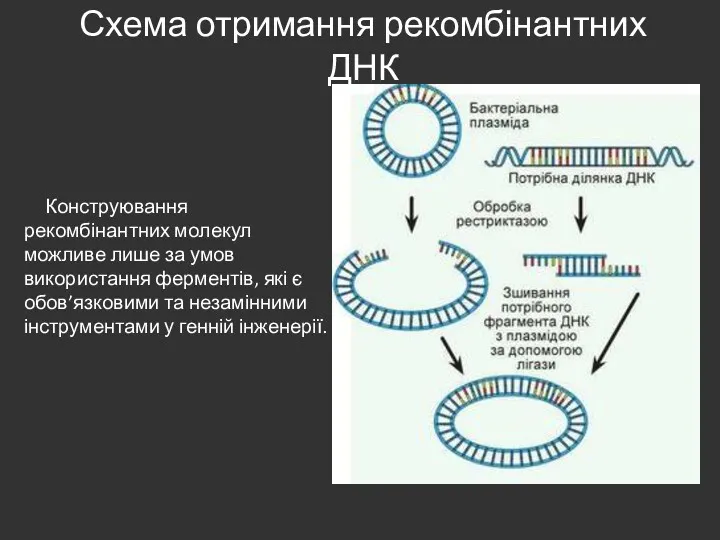 Схема отримання рекомбінантних ДНК Конструювання рекомбінантних молекул можливе лише за