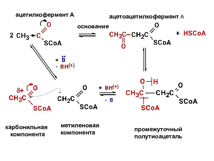 основание ацетилкофермент А ацетоацетилкофермент А карбонильная компонента метиленовая компонента промежуточный полутиоацеталь
