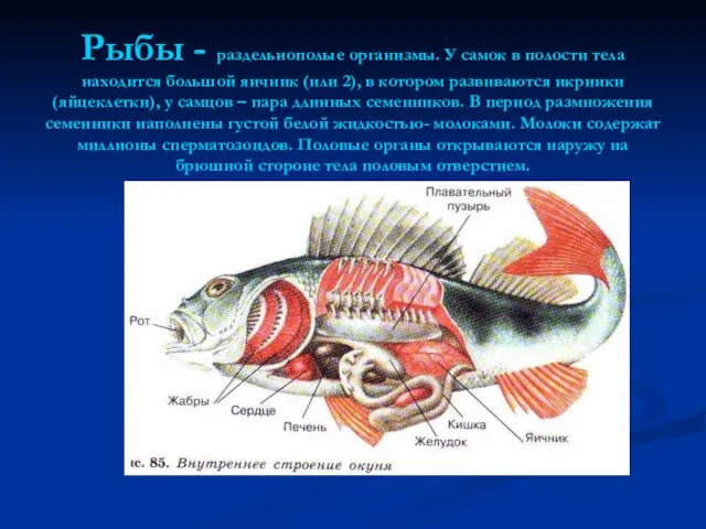 Рыбы - раздельнополые организмы. У самок в полости тела находится