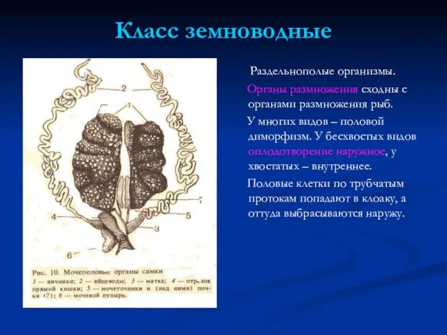 Класс земноводные Раздельнополые организмы. Органы размножения сходны с органами размножения