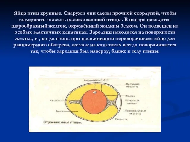 Яйца птиц крупные. Снаружи они одеты прочной скорлупой, чтобы выдержать