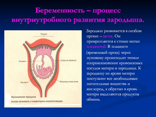 Беременность – процесс внутриутробного развития зародыша. Зародыш развивается в особом