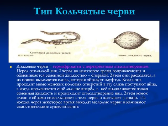 Тип Кольчатые черви Дождевые черви – гермафродиты с перекрёстным оплодотворением.