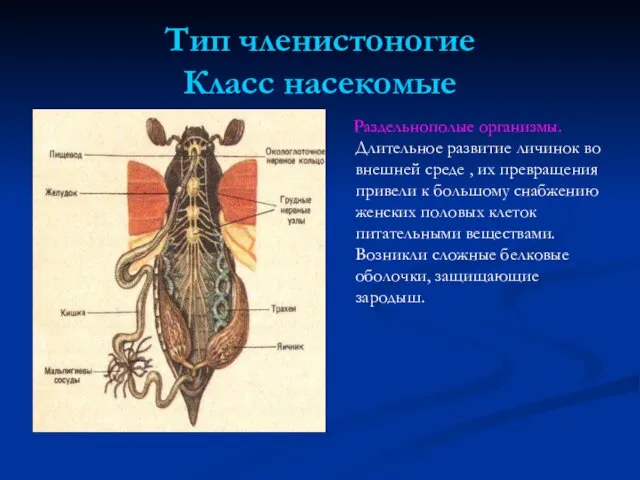 Тип членистоногие Класс насекомые Раздельнополые организмы. Длительное развитие личинок во