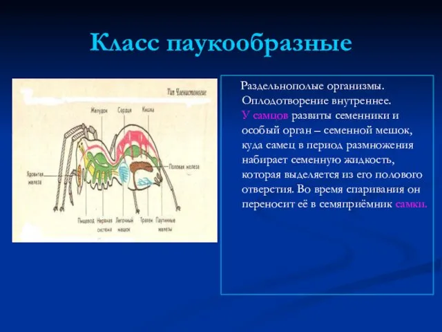 Класс паукообразные Раздельнополые организмы. Оплодотворение внутреннее. У самцов развиты семенники