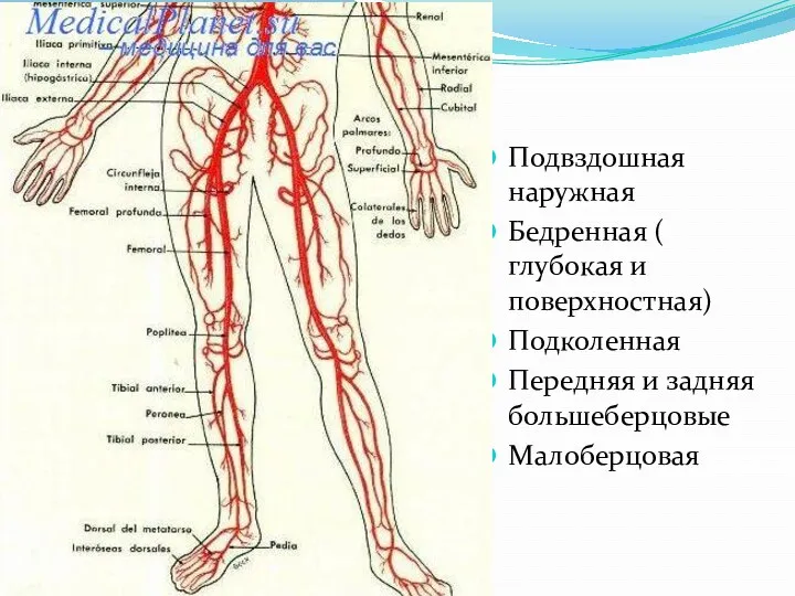 Подвздошная наружная Бедренная ( глубокая и поверхностная) Подколенная Передняя и задняя большеберцовые Малоберцовая