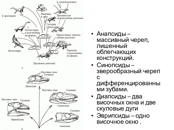 Анапсиды – массивный череп, лишенный облегчающих конструкций. Синопсиды – зверообразный череп с дифференцированными