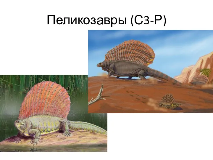 Пеликозавры (С3-Р)