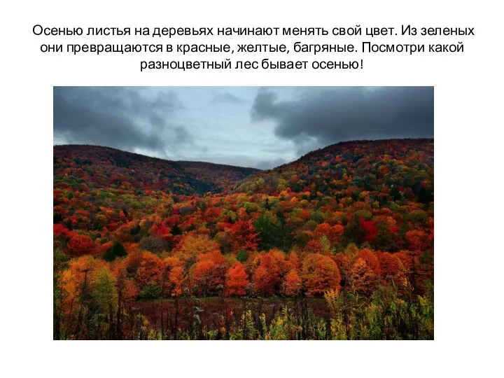 Осенью листья на деревьях начинают менять свой цвет. Из зеленых они превращаются в