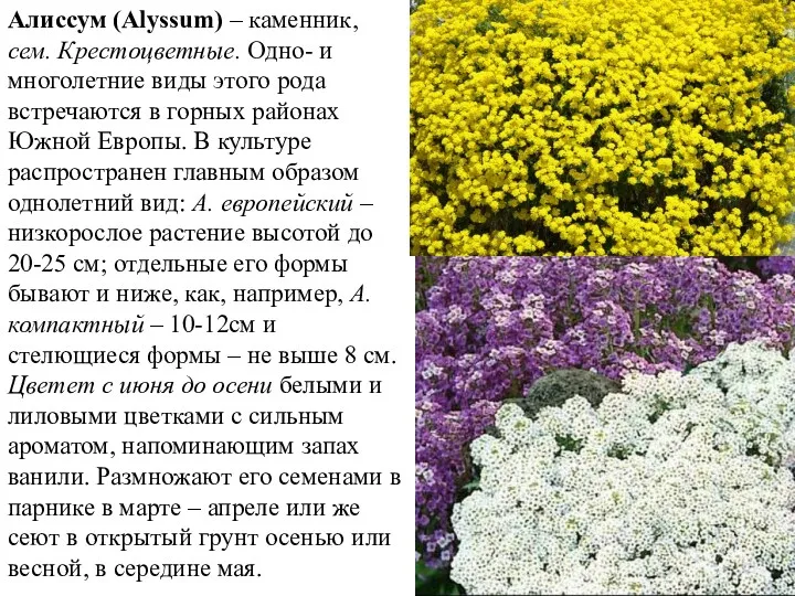 Алиссум (Alyssum) – каменник, сем. Крестоцветные. Одно- и многолетние виды