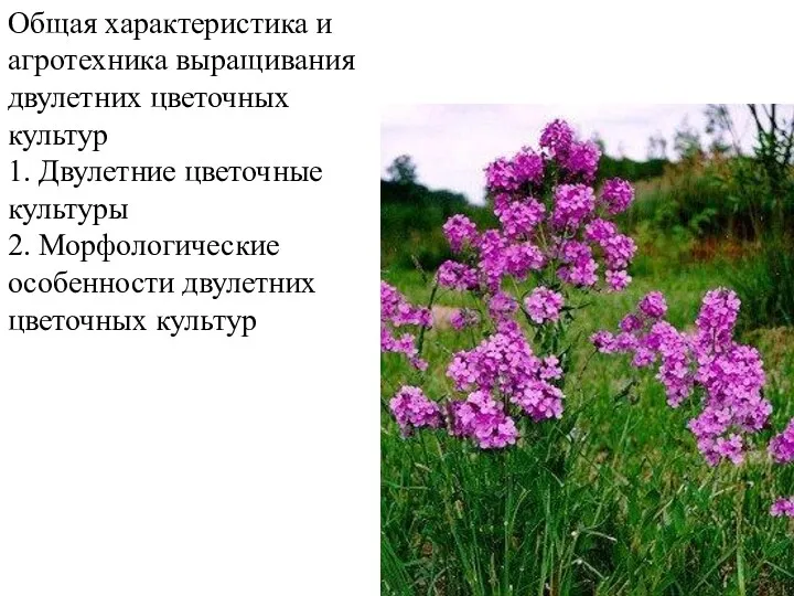 Общая характеристика и агротехника выращивания двулетних цветочных культур 1. Двулетние
