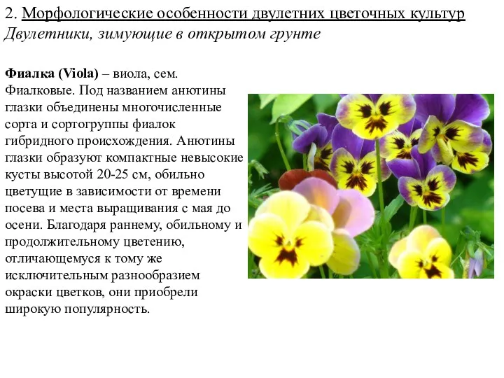 2. Морфологические особенности двулетних цветочных культур Двулетники, зимующие в открытом