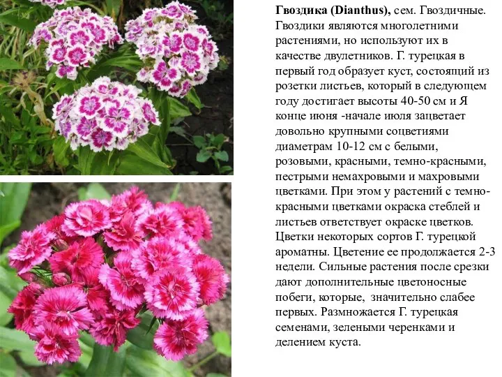 Гвоздика (Dianthus), сем. Гвоздичные. Гвоздики являются мно­голетними растениями, но используют