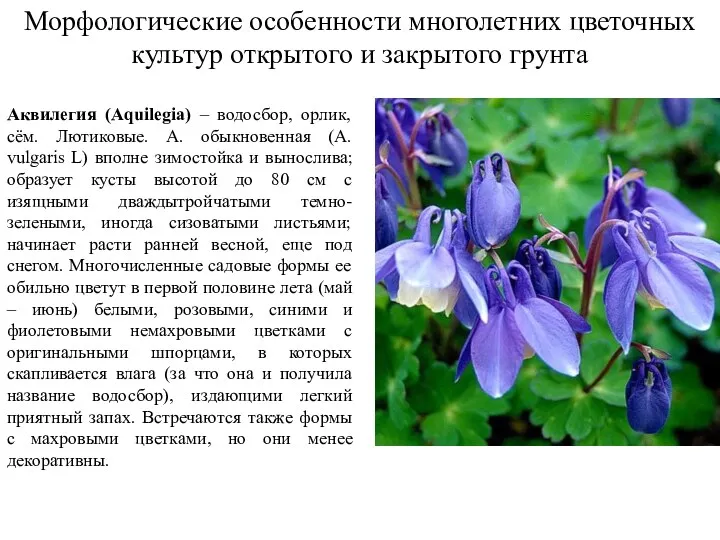 Морфологические особенности многолетних цветочных культур открытого и закрытого грунта Аквилегия