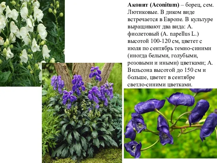 Аконит (Aconitum) – борец, сем. Лютиковые. В диком виде встречается