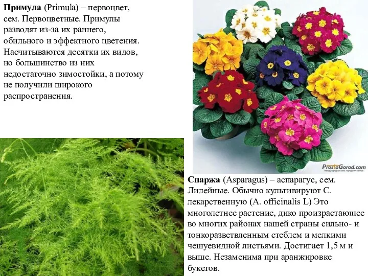 Примула (Primula) – первоцвет, сем. Первоцветные. Примулы разводят из-за их