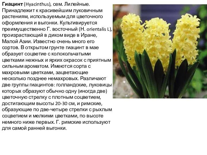 Гиацинт (Hyacinthus), сем. Лилейные. Принадлежит к красивейшим луковичным растениям, используемым