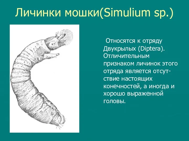 Личинки мошки(Simulium sp.) Относятся к отряду Двукрылых (Diptera). Отличительным признаком личинок этого отряда