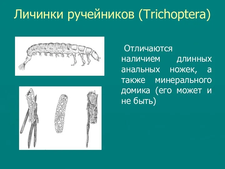 Личинки ручейников (Trichoptera) Отличаются наличием длинных анальных ножек, а также минерального домика (его
