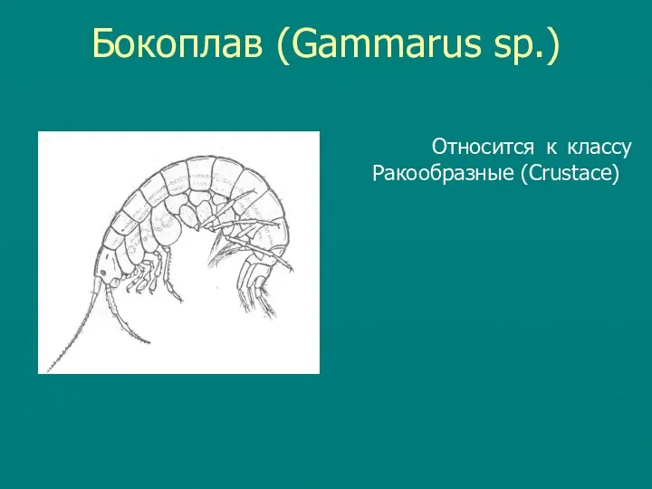 Бокоплав (Gammarus sp.) Относится к классу Ракообразные (Crustace)
