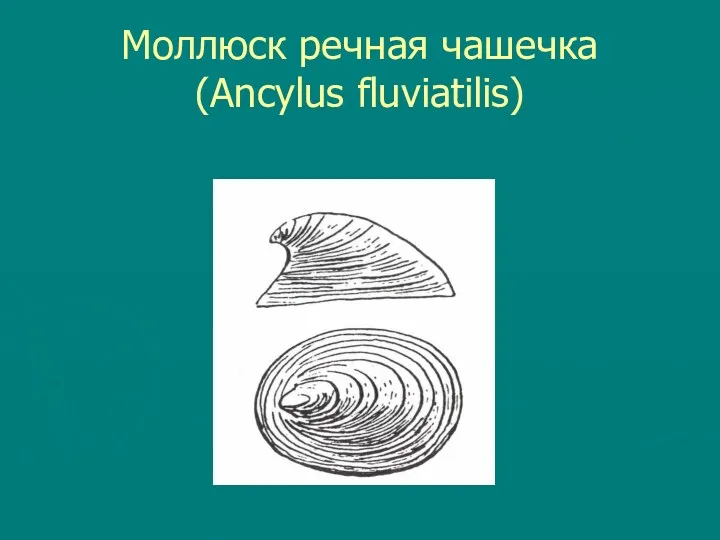 Моллюск речная чашечка (Ancylus fluviatilis)