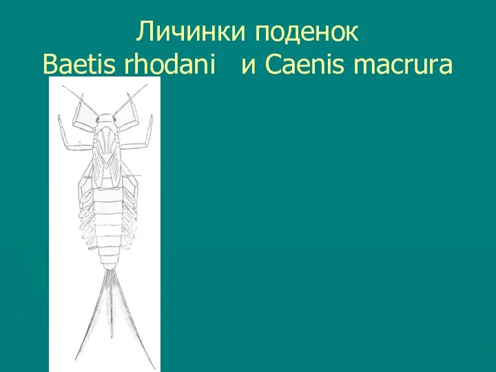 Личинки поденок Baetis rhodani и Caenis macrura