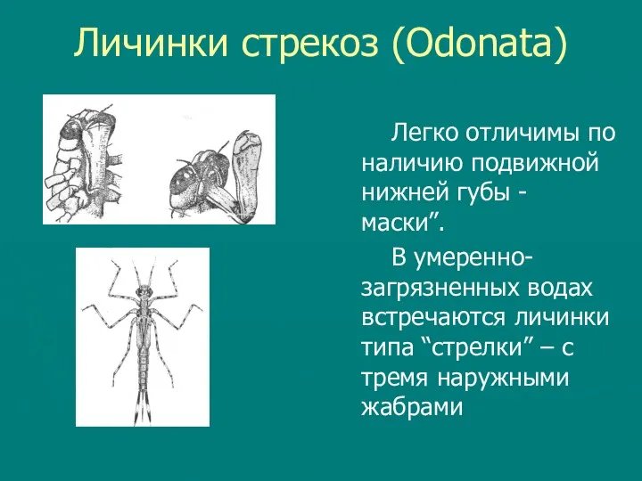 Личинки стрекоз (Odonata) Легко отличимы по наличию подвижной нижней губы - маски”. В