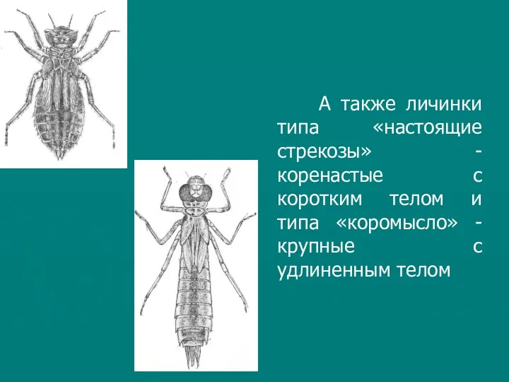 А также личинки типа «настоящие стрекозы» - коренастые с коротким телом и типа